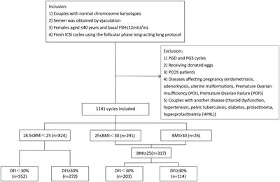 The impact of female BMI on sperm DNA damage repair ability of oocytes and early embryonic development potential in intracytoplasmic sperm injection cycles